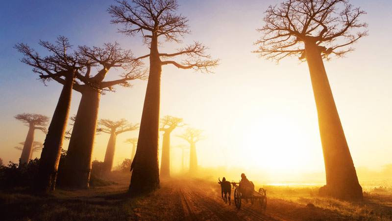 &laquo;Танцы с мёртвыми&raquo; и деревья‑людоеды: 13 причин, почему Мадагаскар удивляет