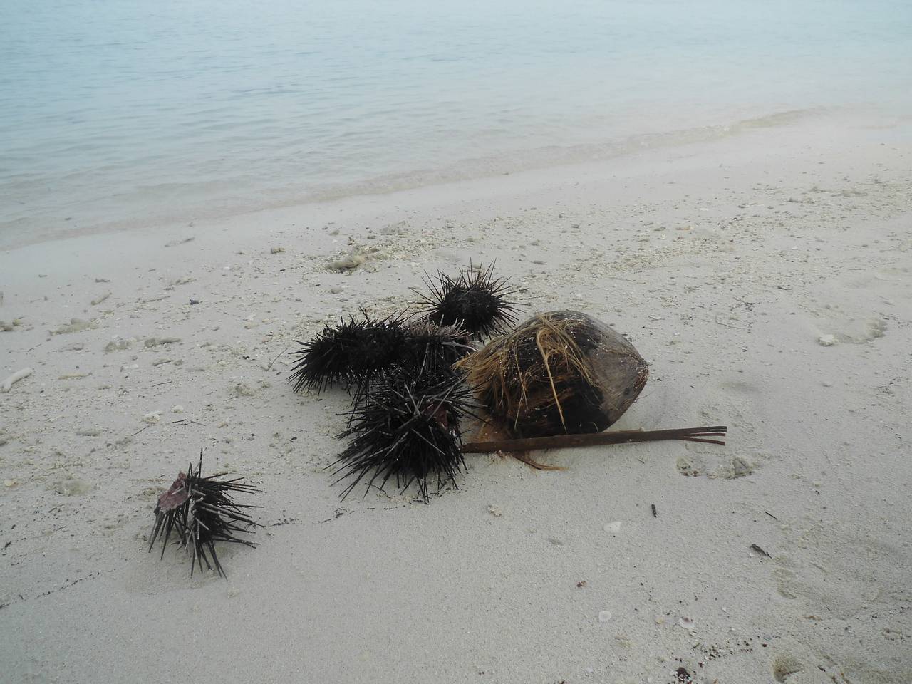 Мужчина отправился с женой ловить морских ежей на пляже в США и не выжил