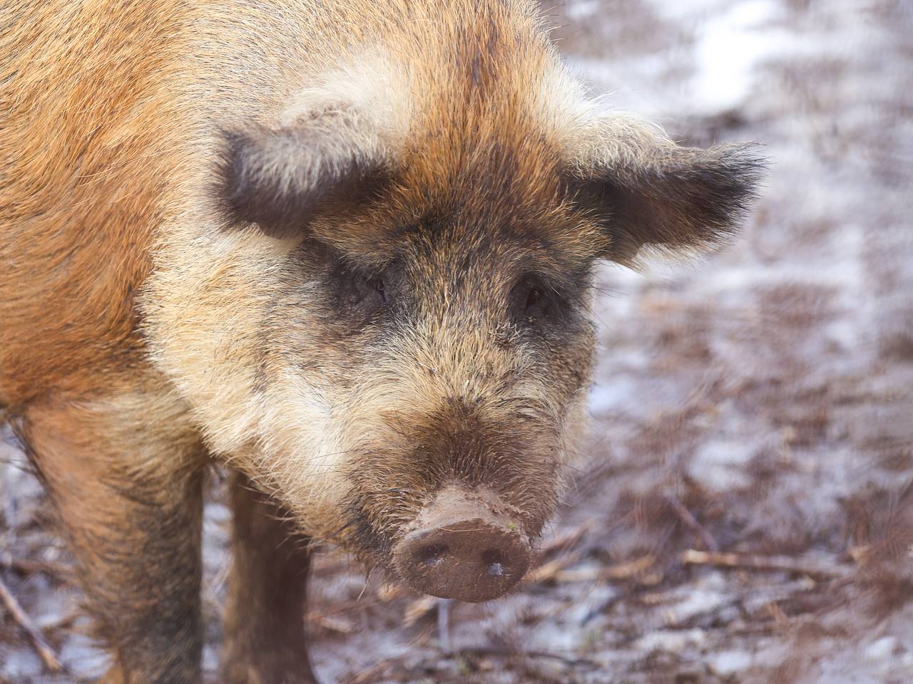 Дикие кабаны останавливали работу международного аэропорта на несколько часов