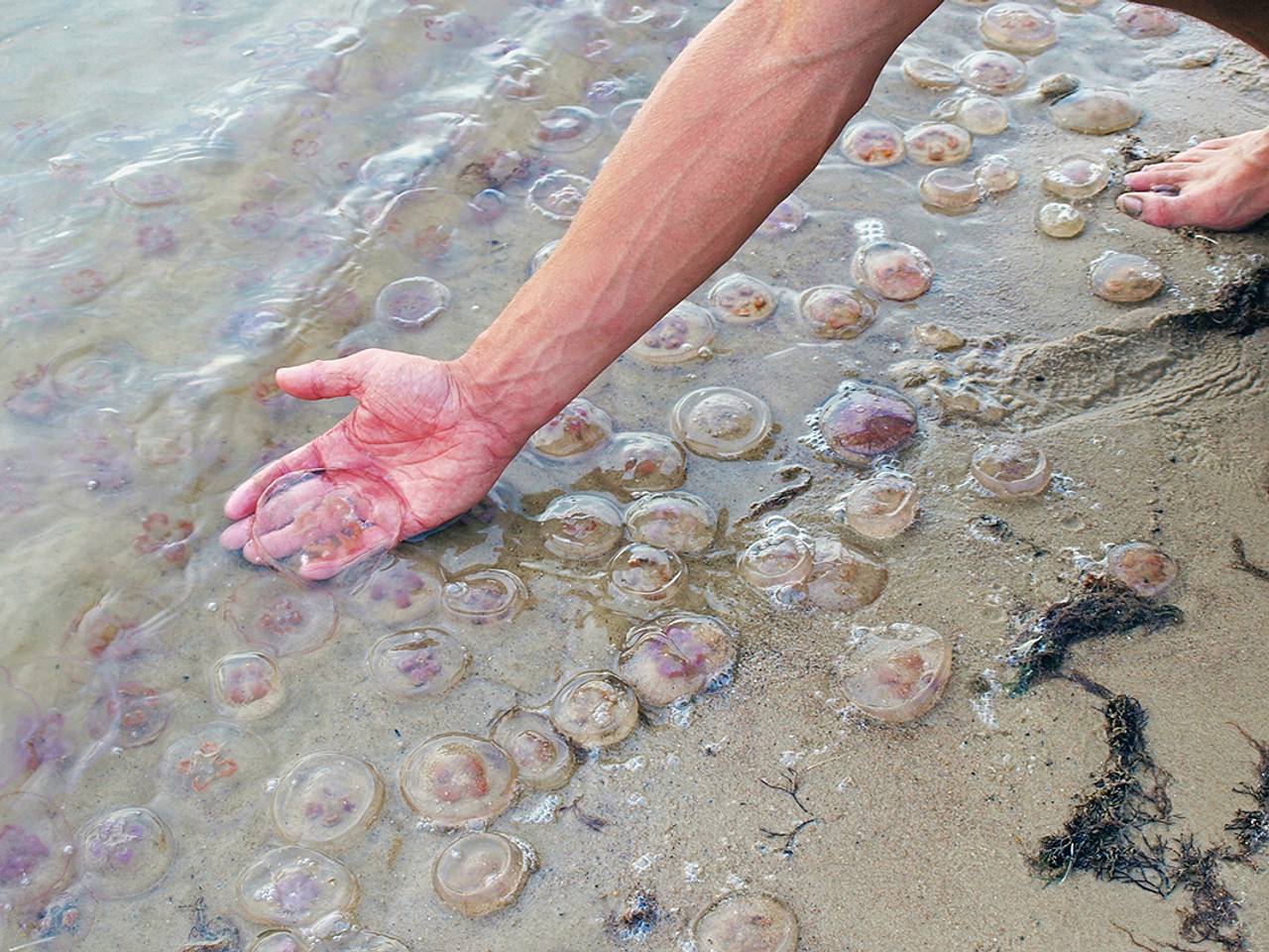 В Таиланде несколько туристов подверглись нападению медуз