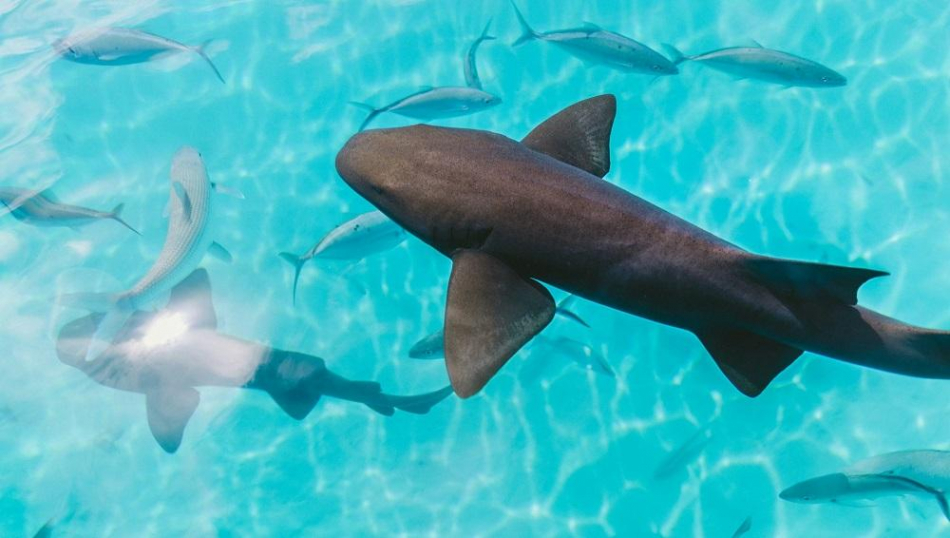 Сантиметров 70: эксперт прокомментировал появление акулы на пляже в Египте