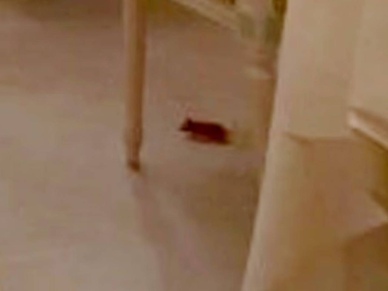 Грызун напугал гостей элитного отеля Великобритании и попал на видео