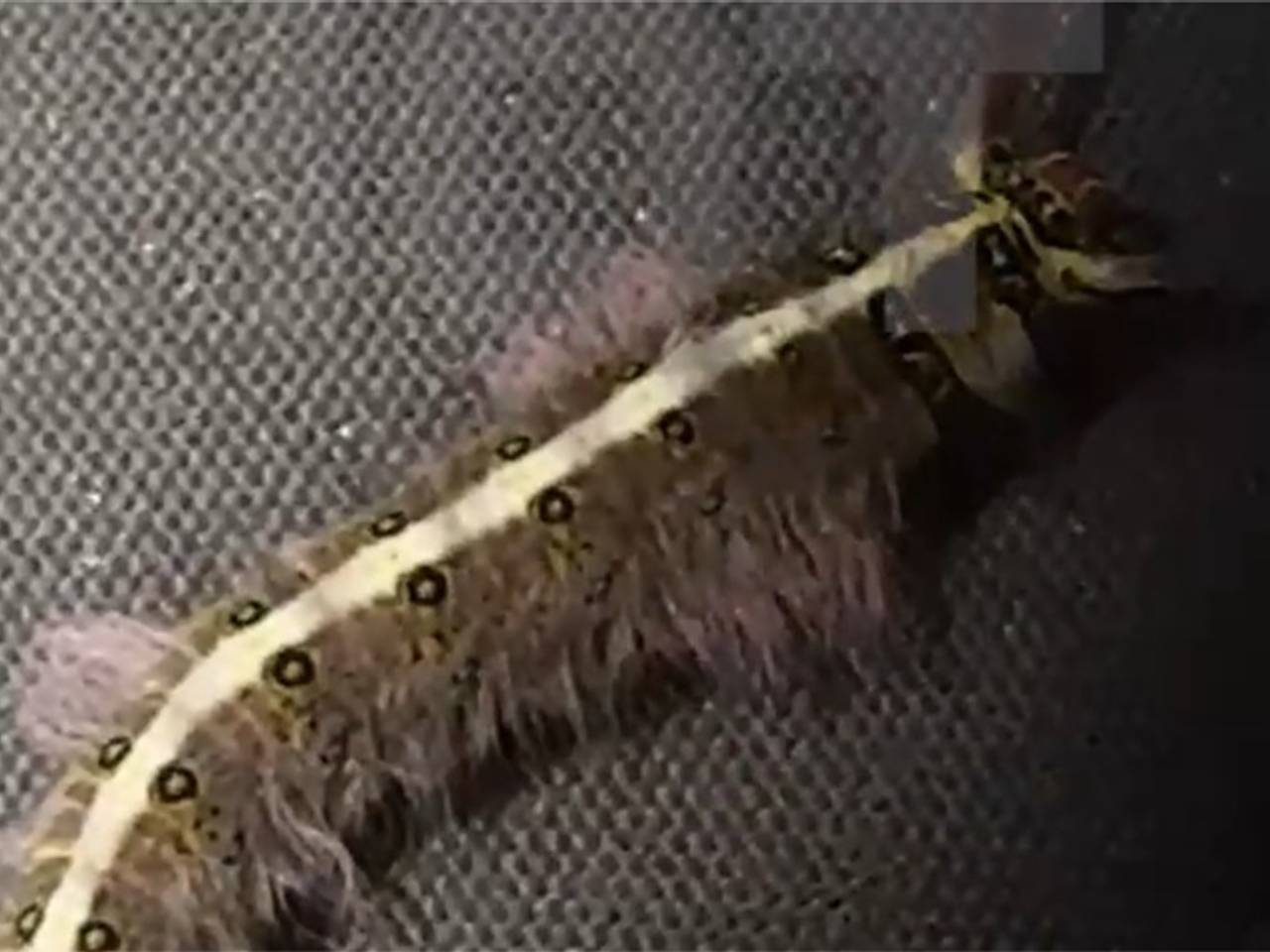 Гусеница ужалила россиянку на отдыхе в Таиланде и попала на видео