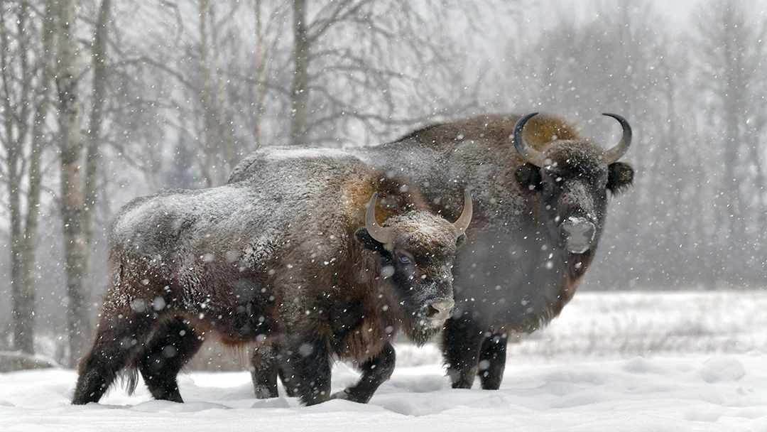 Зимние национальные парки России: где снег лежит нетронутым, а лоси выходят к дорогам