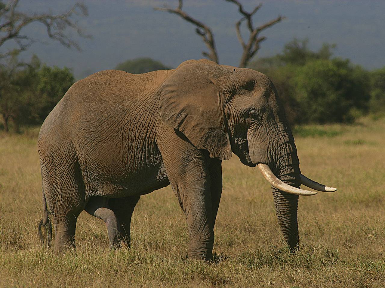 В Непале рассказали о судьбе убившего десятки человек слона