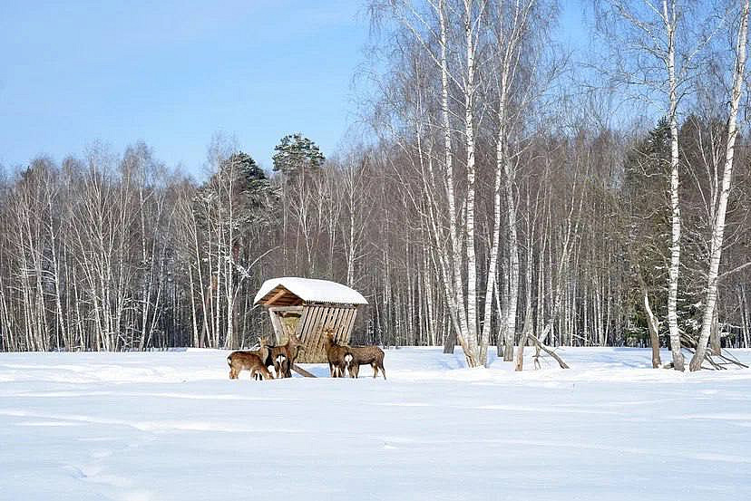 Зимние национальные парки России: где снег лежит нетронутым, а лоси выходят к дорогам