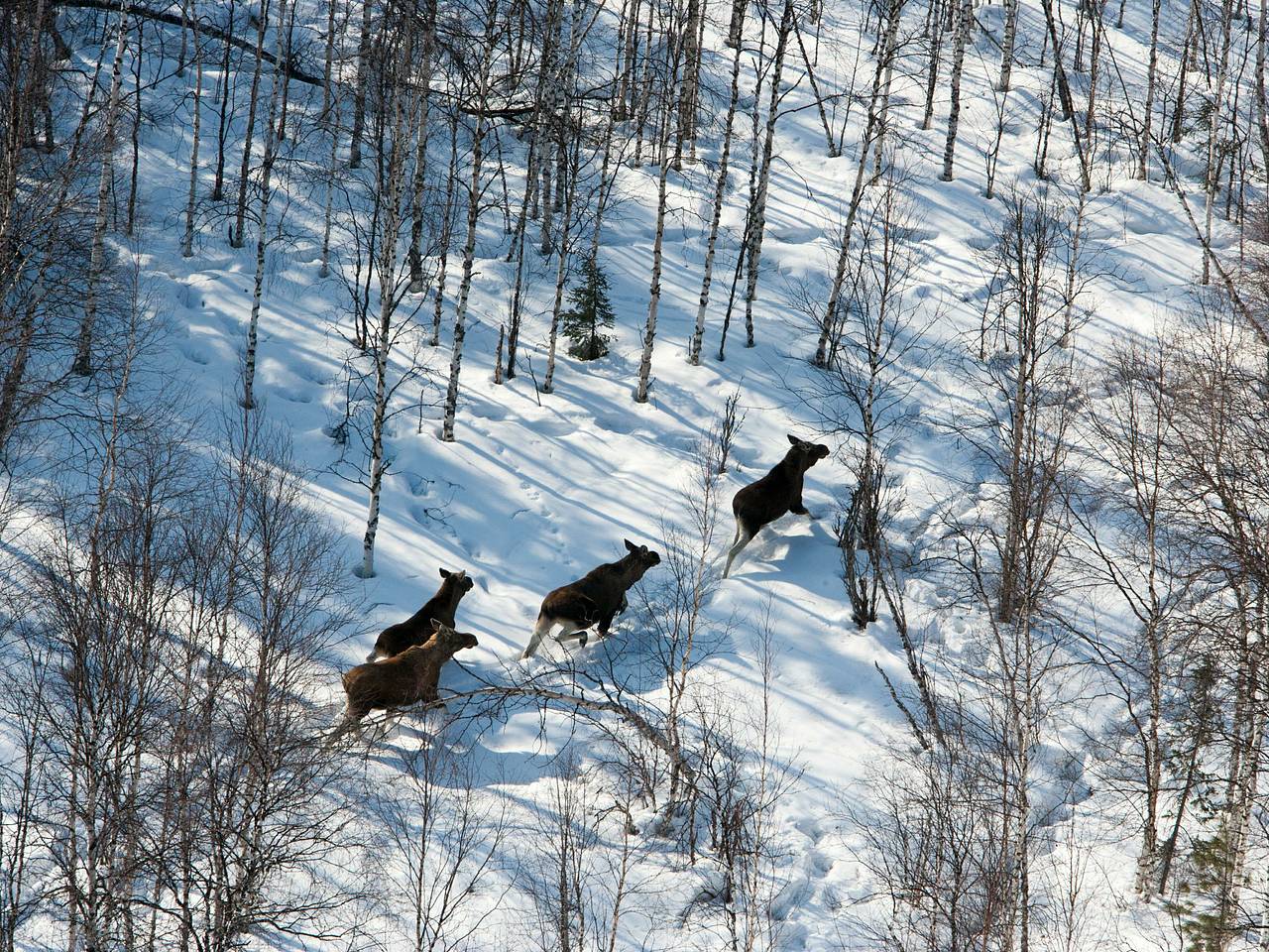 Российская тревел-блогерша описала жизнь людей в глухой тайге фразой &laquo;помощь не придет&raquo;