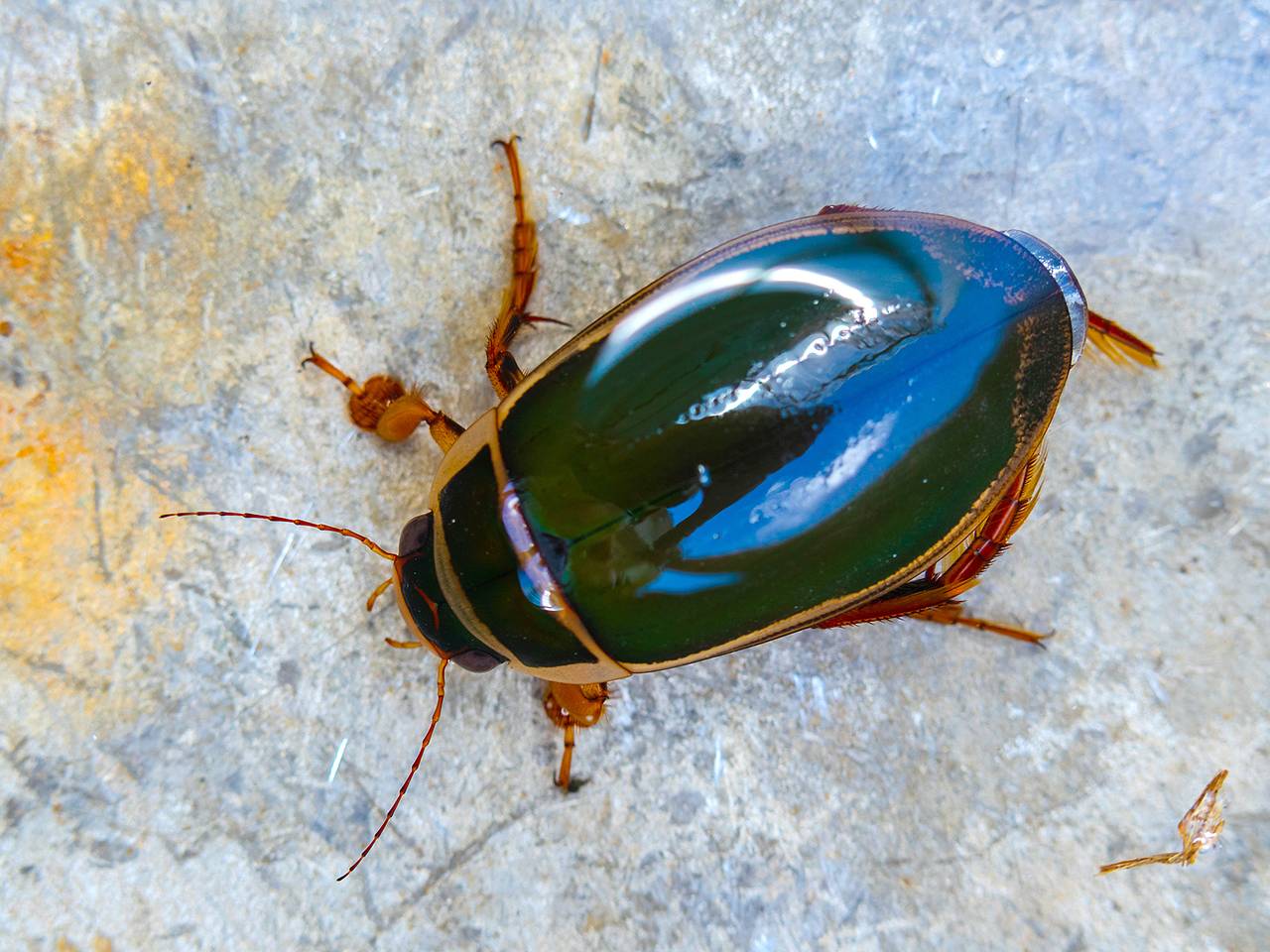 Россиянка заработала инфекцию из-за укуса насекомого во время зимовки на Бали