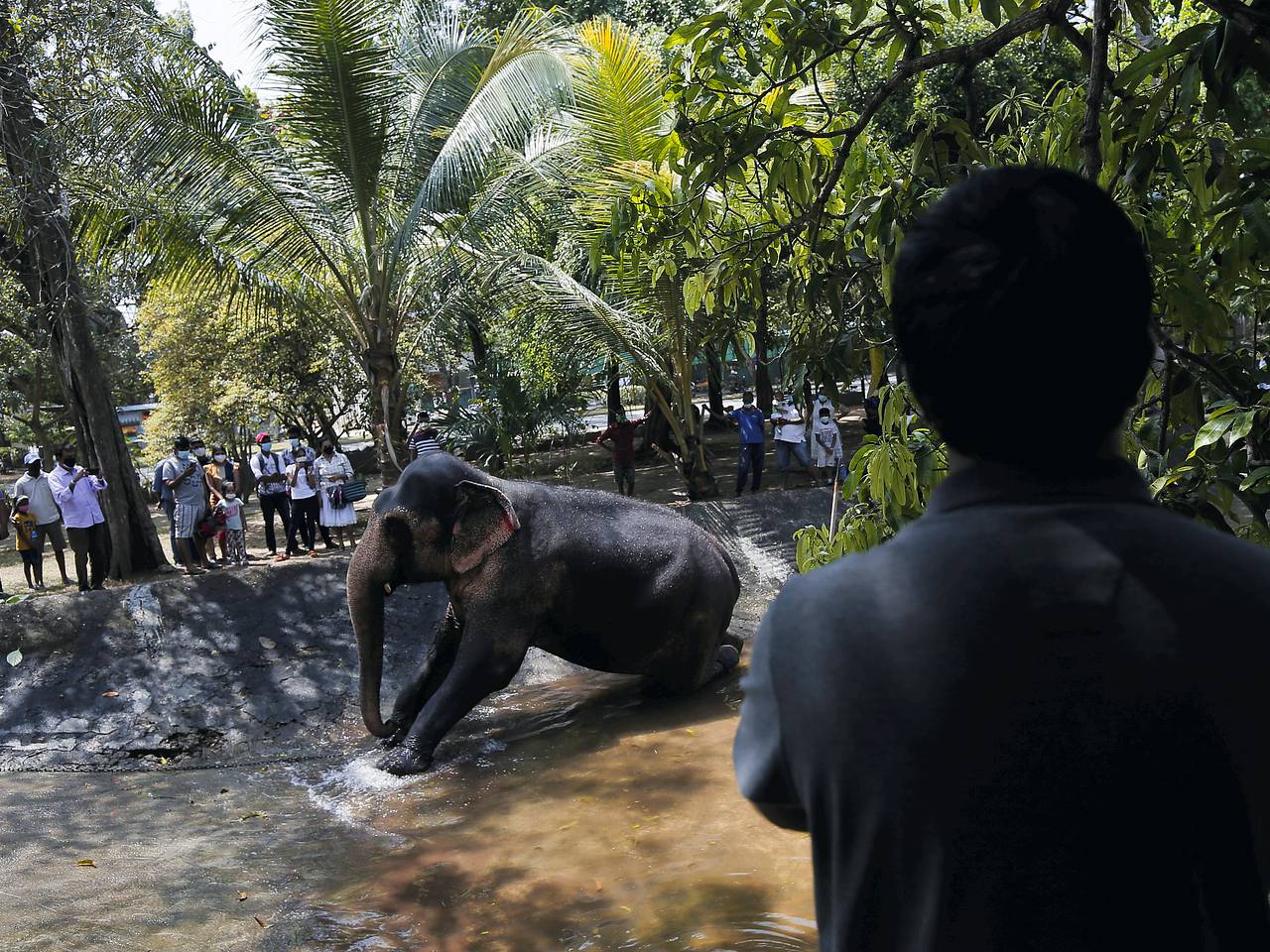 Слон напал на российских туристов на Шри-Ланке