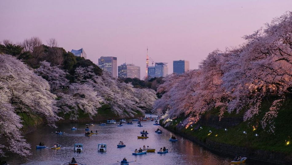 Туроператоры сообщили, повлияет ли отмена фестиваля цветения сакуры на спрос на Японию