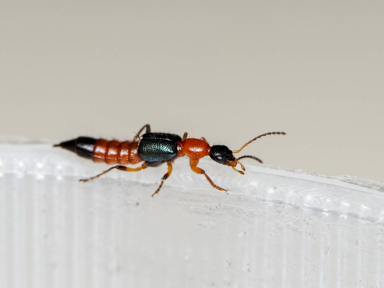 Ядовитые жуки атаковали российских туристов в Азии