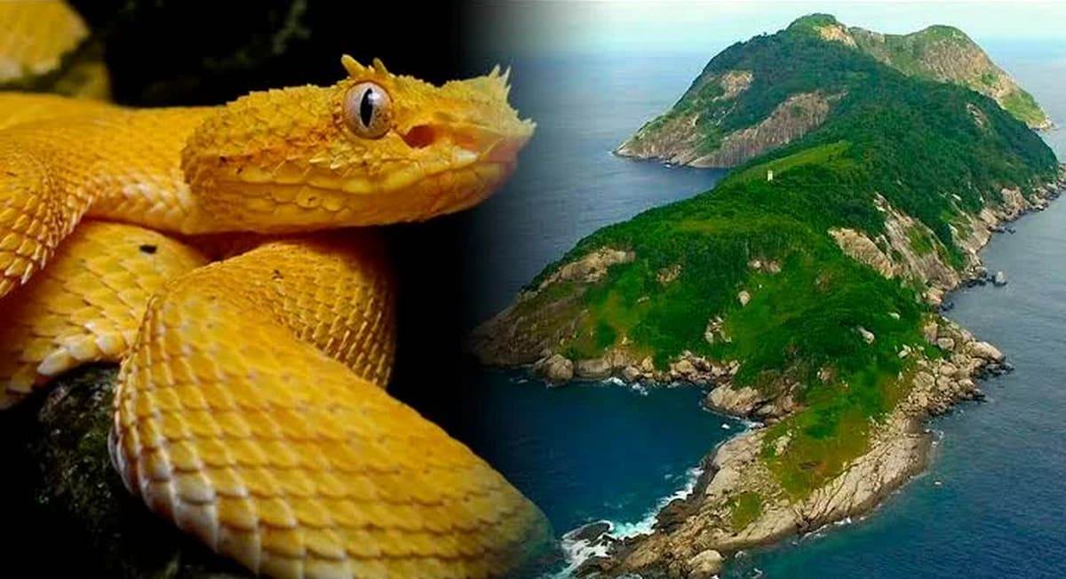 Кеймада-Гранди: бразильский остров, где на каждый квадратный метр приходится по ядовитой змее