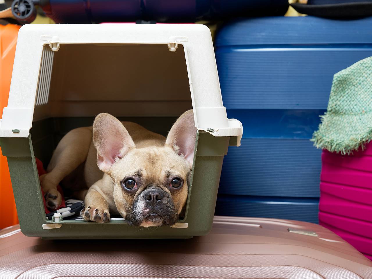 Туристу с питомцем отказали во въезде в США из-за необычного закона