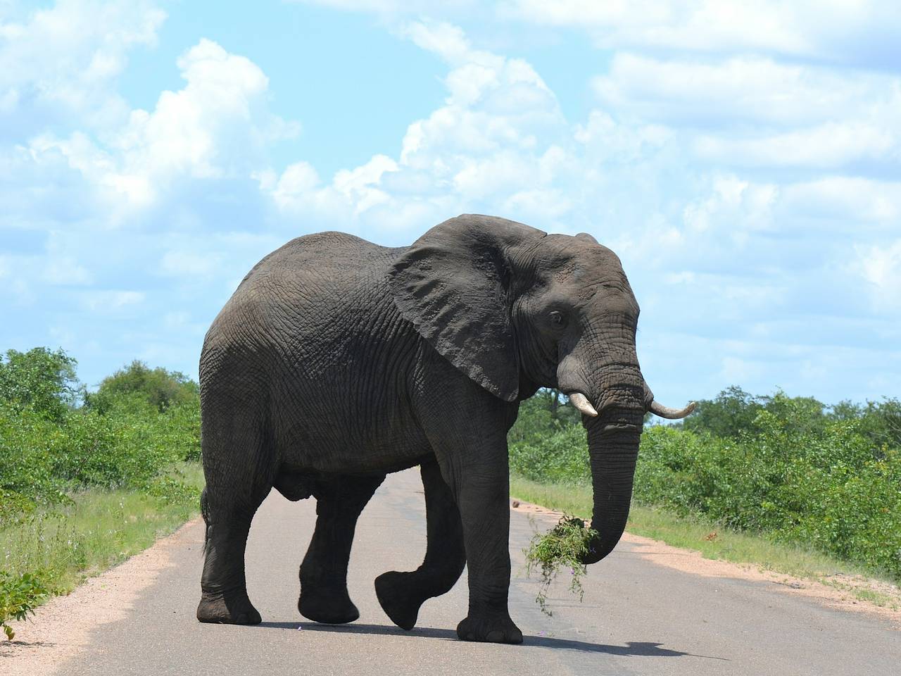 Слон протаранил автобус с туристами во время сафари-тура и попал на видео