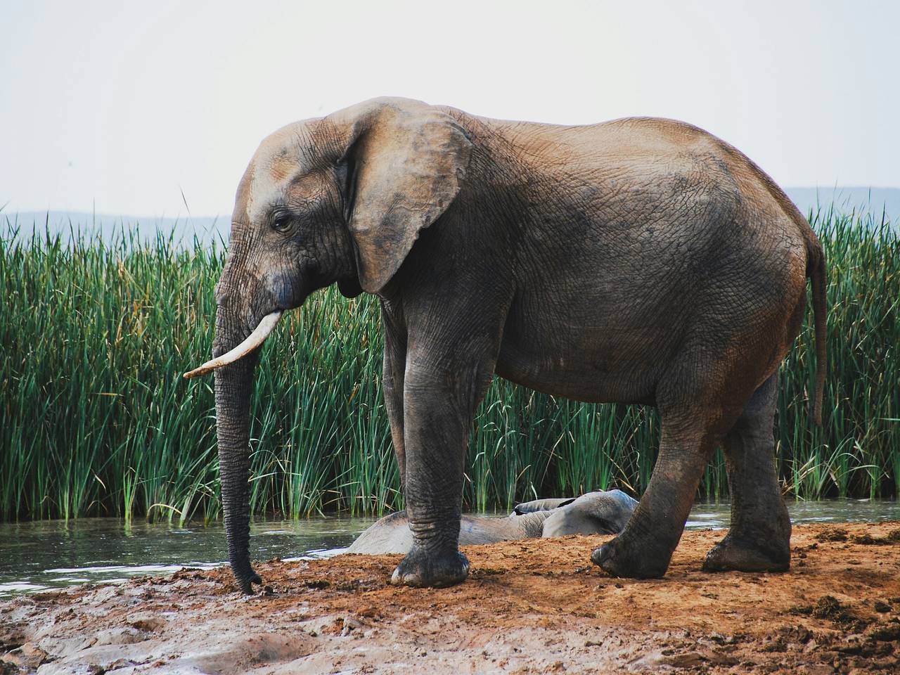 Турист вылез из палатки для тренировки перед рассветом и был затоптан слоном