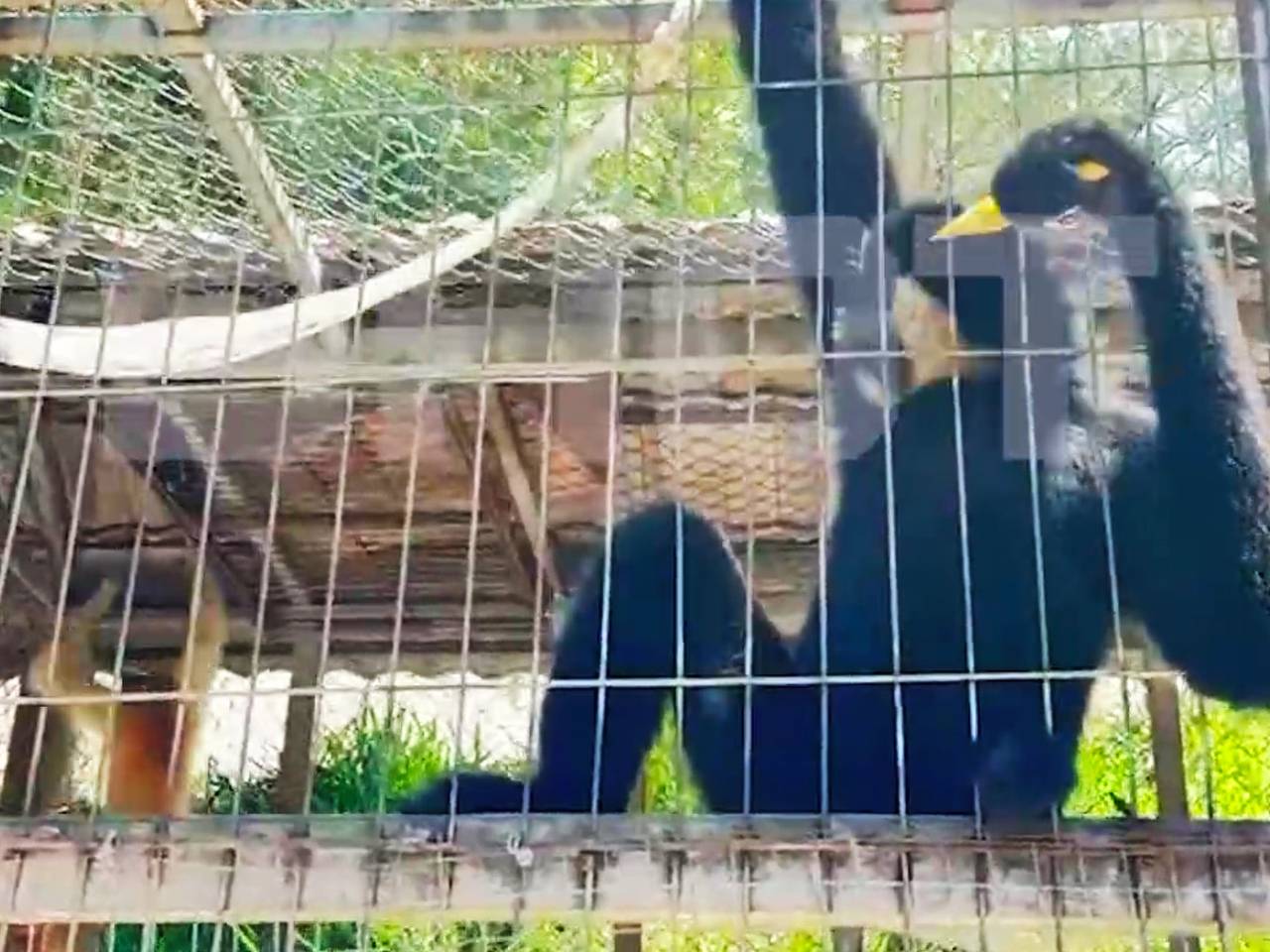 Обезьяна напала на россиянина во Вьетнаме