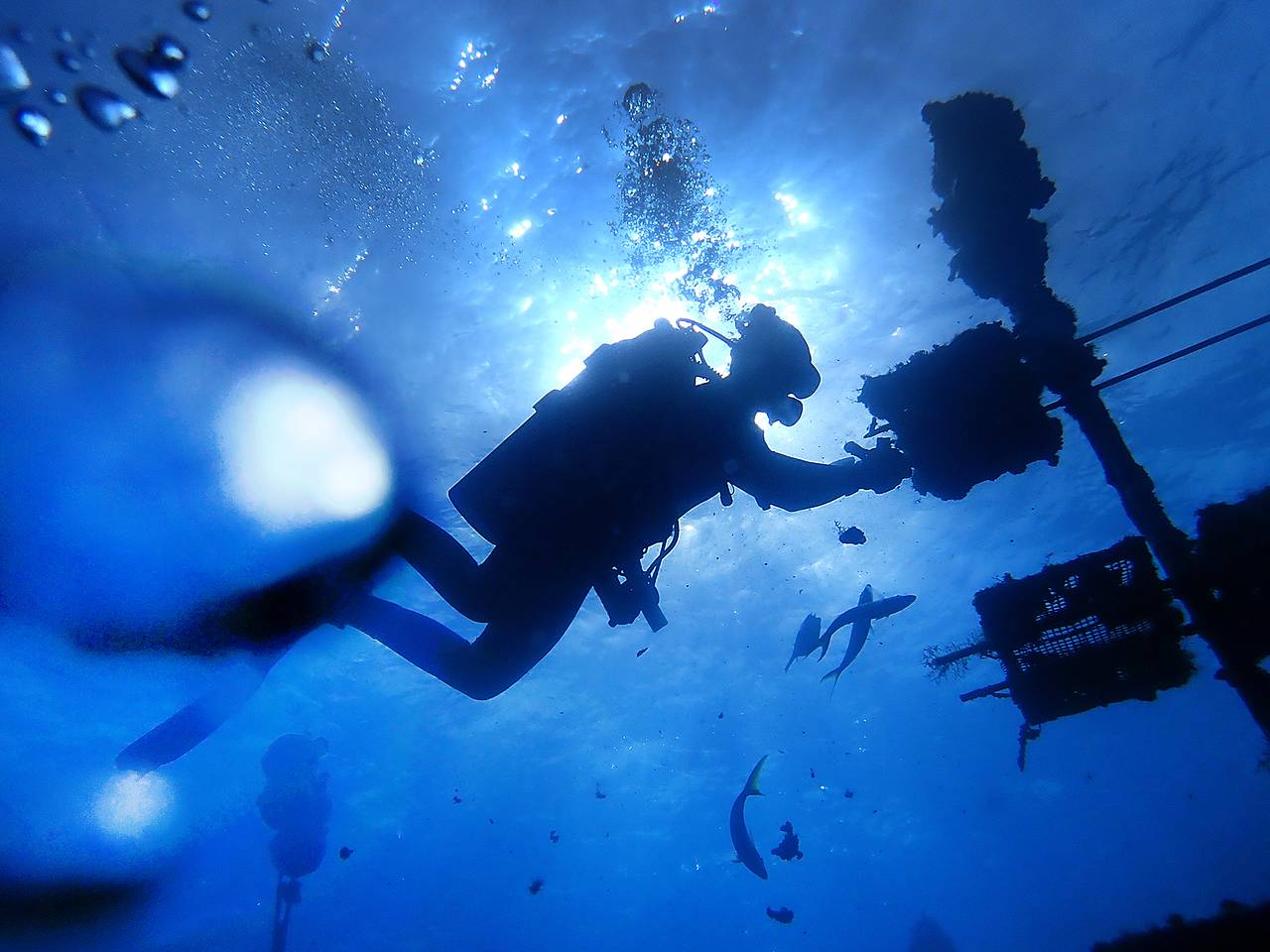 Турист погрузился к затонувшему кораблю и был найден бездыханным на дне океана