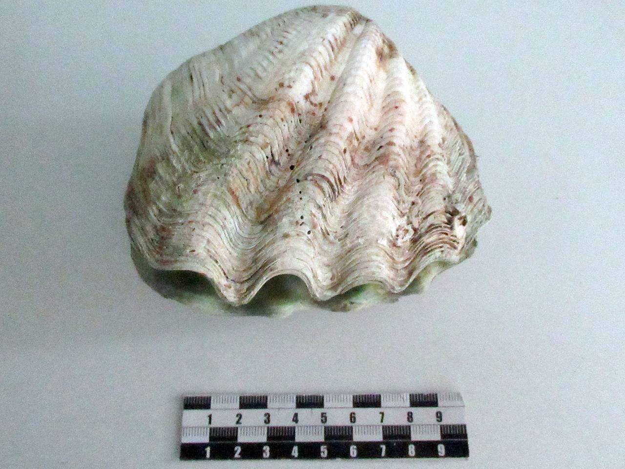 Мужчина нашел на пляже в Таиланде раковину, привез ее в Россию и нарвался на штраф