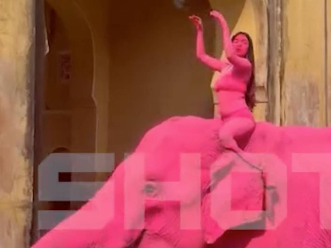 Россиянка покрасила дикое животное в розовый цвет для фотосессии в Индии