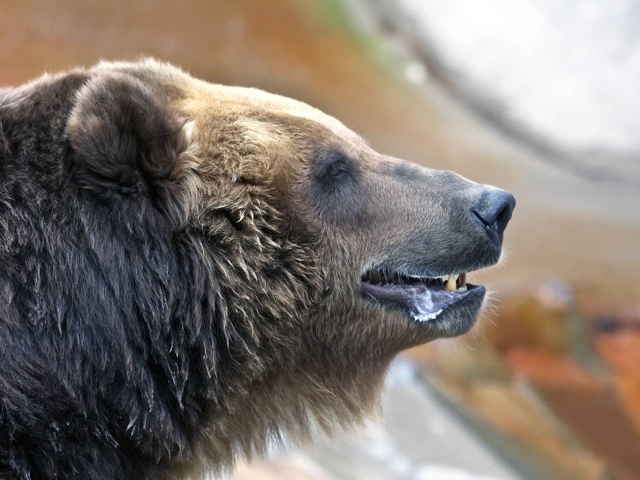 Пропавший в горах Красноярского края Потаенков мог стать жертвой медведя