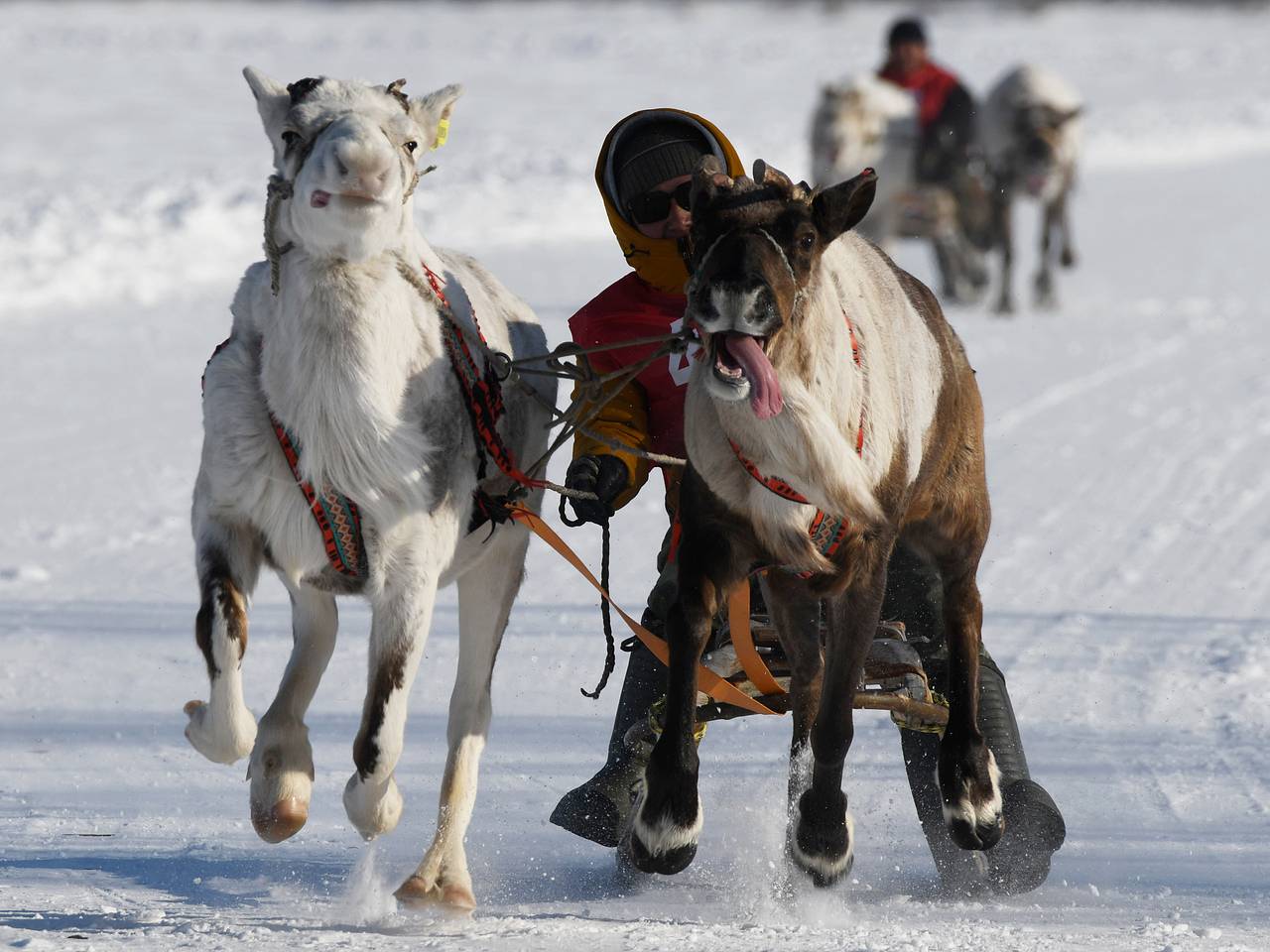 Европеец описал День оленевода в России фразой «напомнил мне Олимпийские игры»