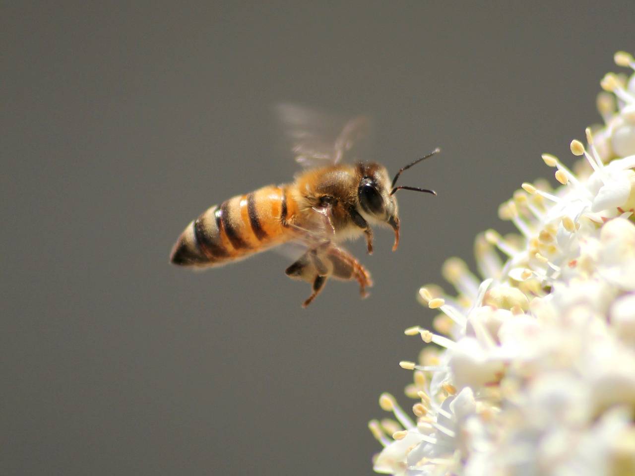 Пчела сорвала вылет самолета с сотней пассажиров на борту