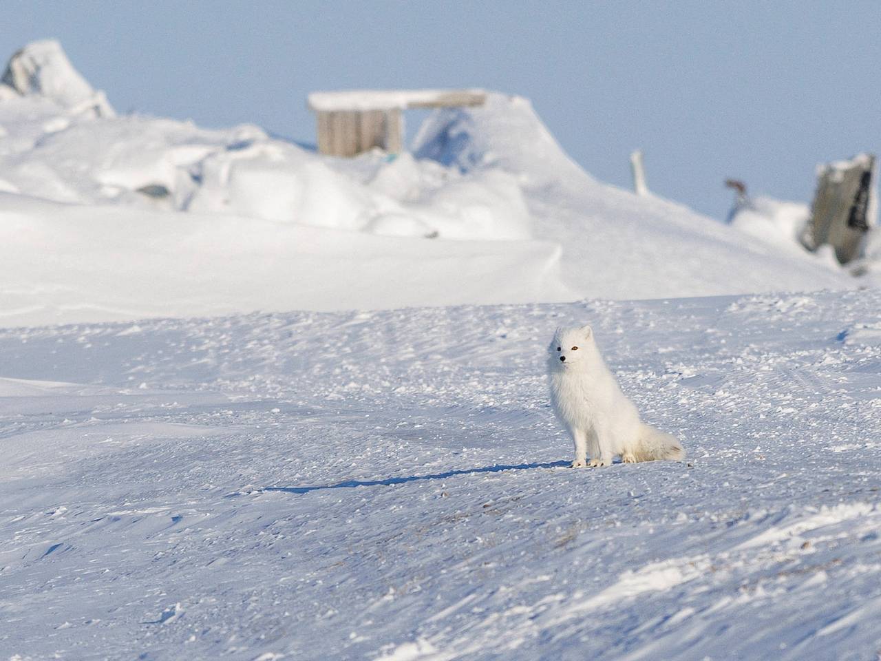 Россиянин описал людей в Арктике словами &laquo;ловят сетями рыбу в минус сорок&raquo;