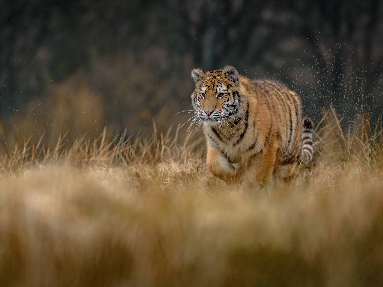 Россиянин засудил базу отдыха из-за напавшего на него тигра в банном чане