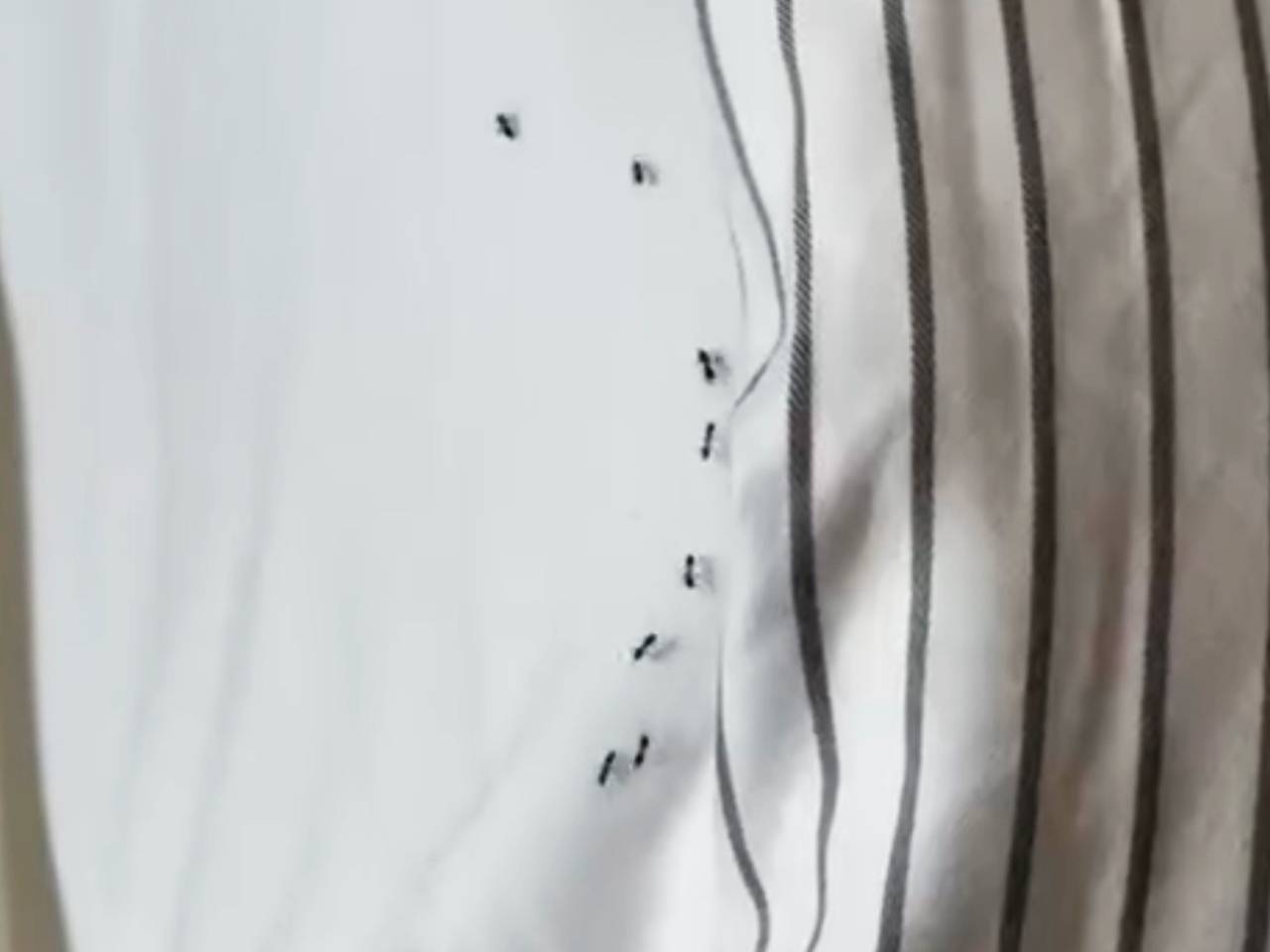 Колония муравьев искусала россиян во сне в отеле Турции и попала на видео