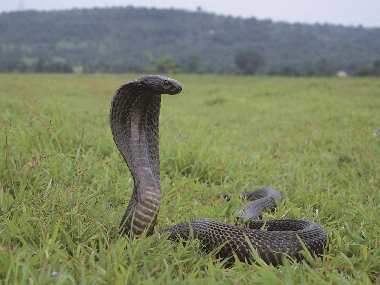 Кобра заползла в штаны туристу и укусила его за ногу во время шоу в отеле Египта