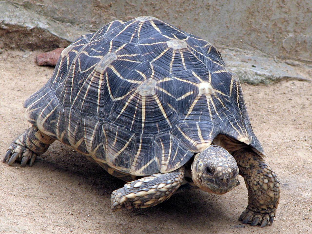 На теле 19-летней туристки обнаружили 30 живых черепах в аэропорту