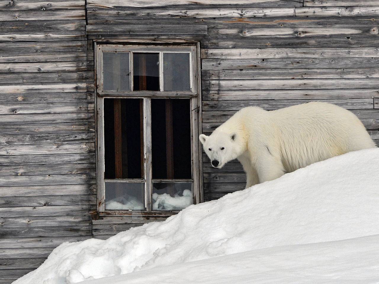 Россиянин описал жизнь на Чукотке словами &laquo;сто человек, белые медведи и ни одной дороги&raquo;