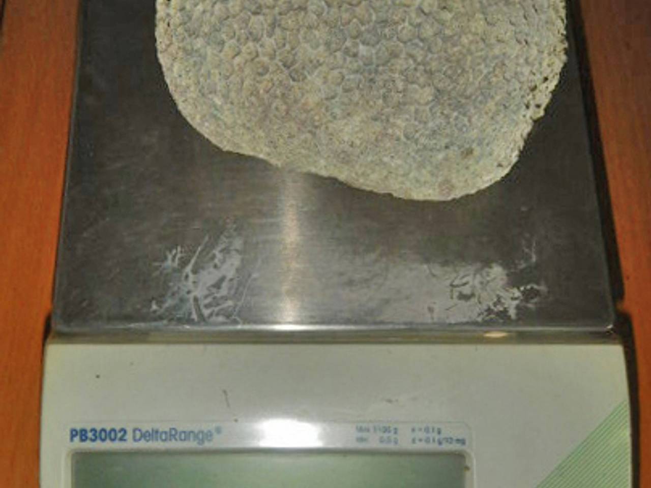 Прилетевшего из Дубая россиянина задержали на таможне из-за коралла в рюкзаке