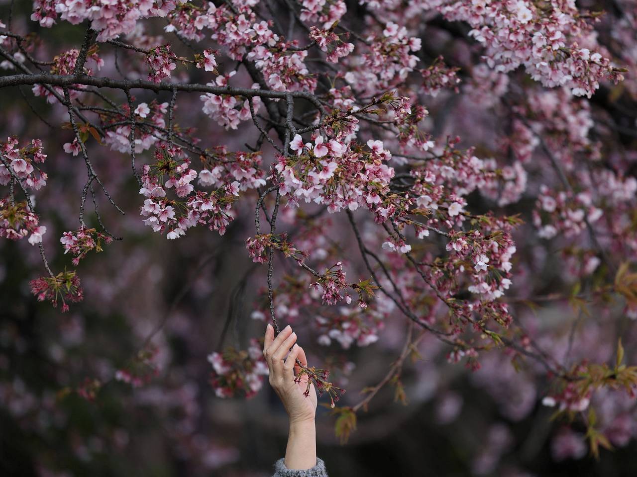 Отметившей медовый месяц в Японии туристке потребовалась пересадка печени