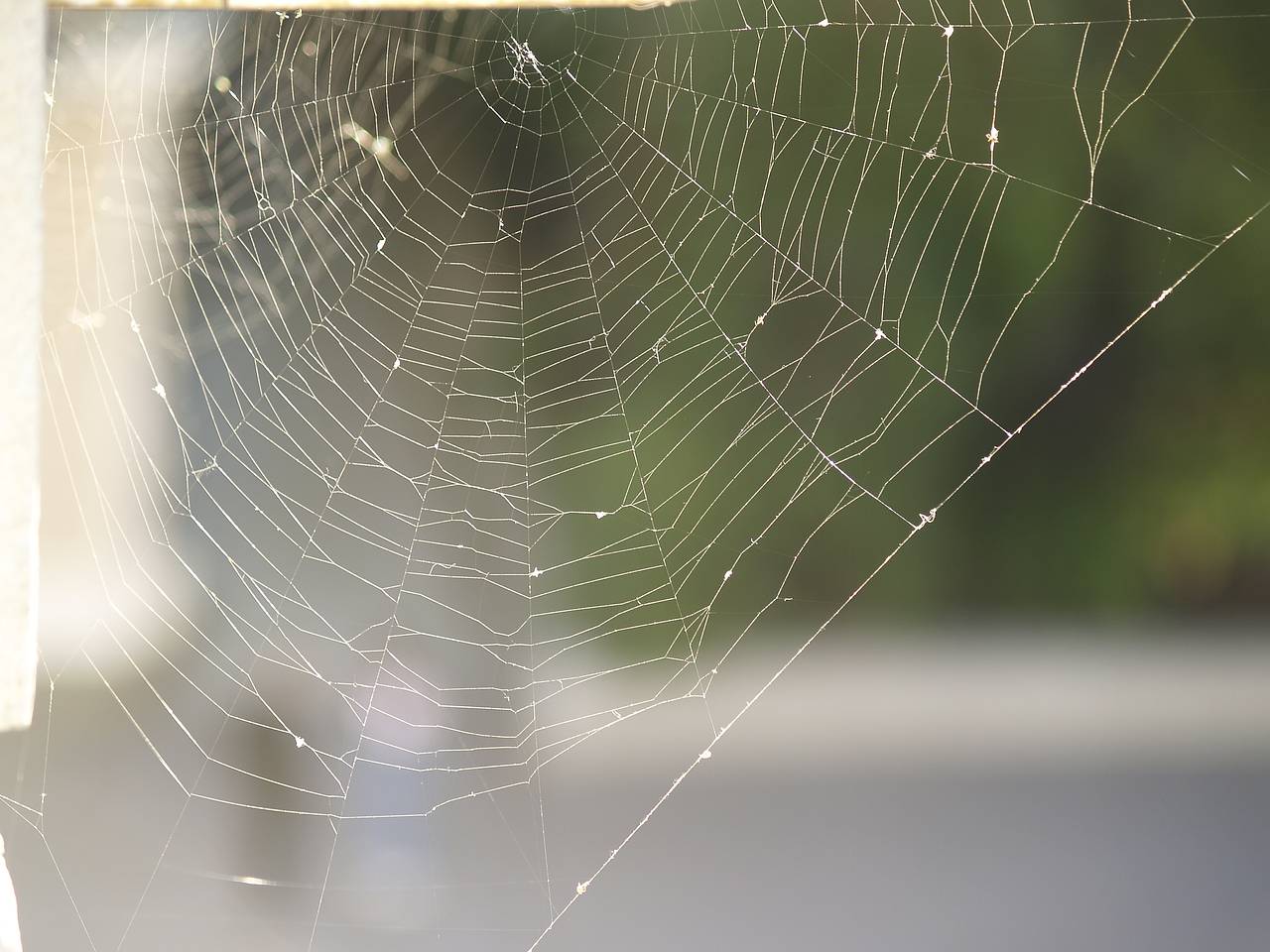 Появление одного вида пауков в России встревожило граждан