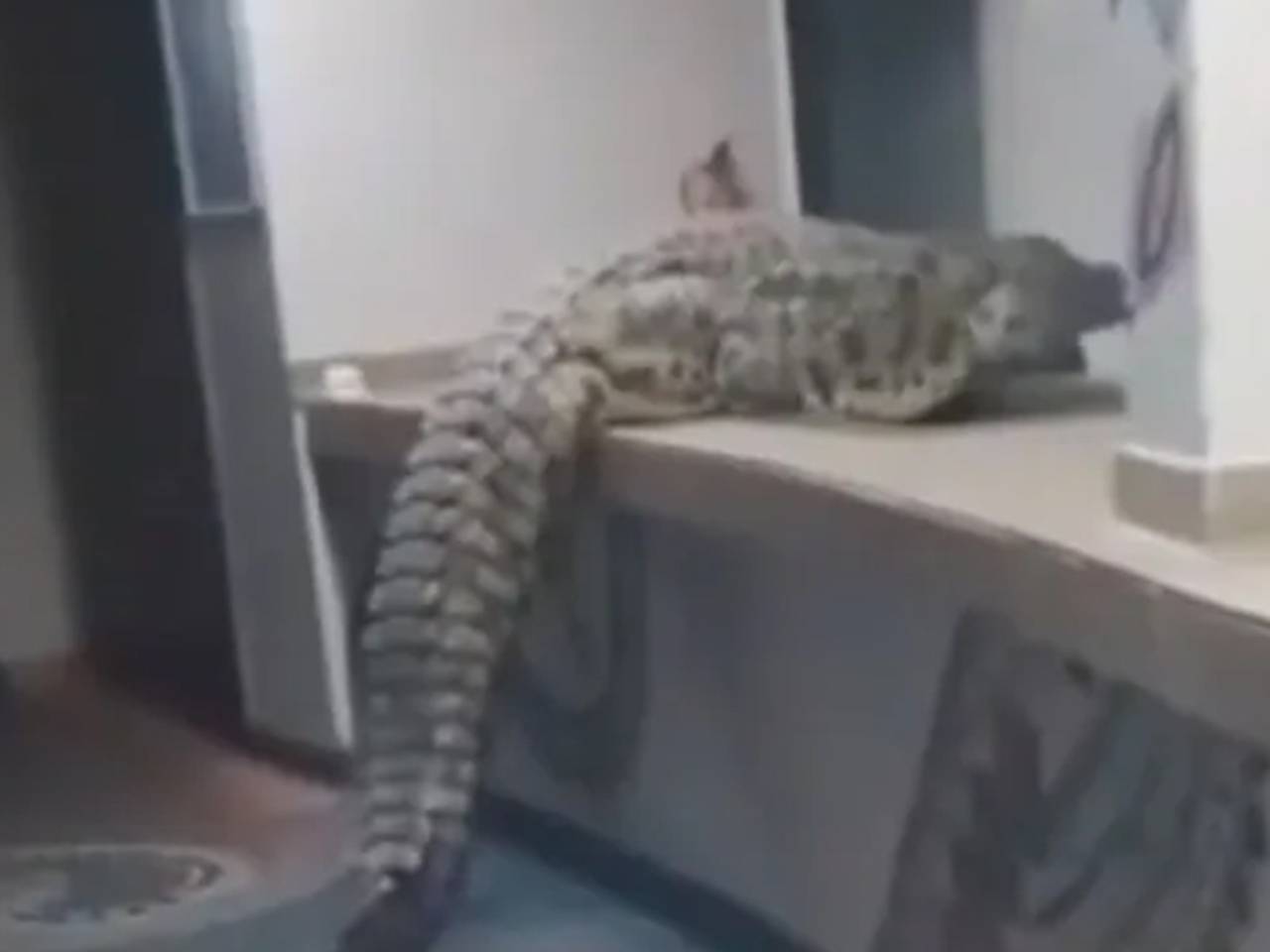 Голодный крокодил пробрался в ресторан отеля в Африке, напугал туристов и попал на видео