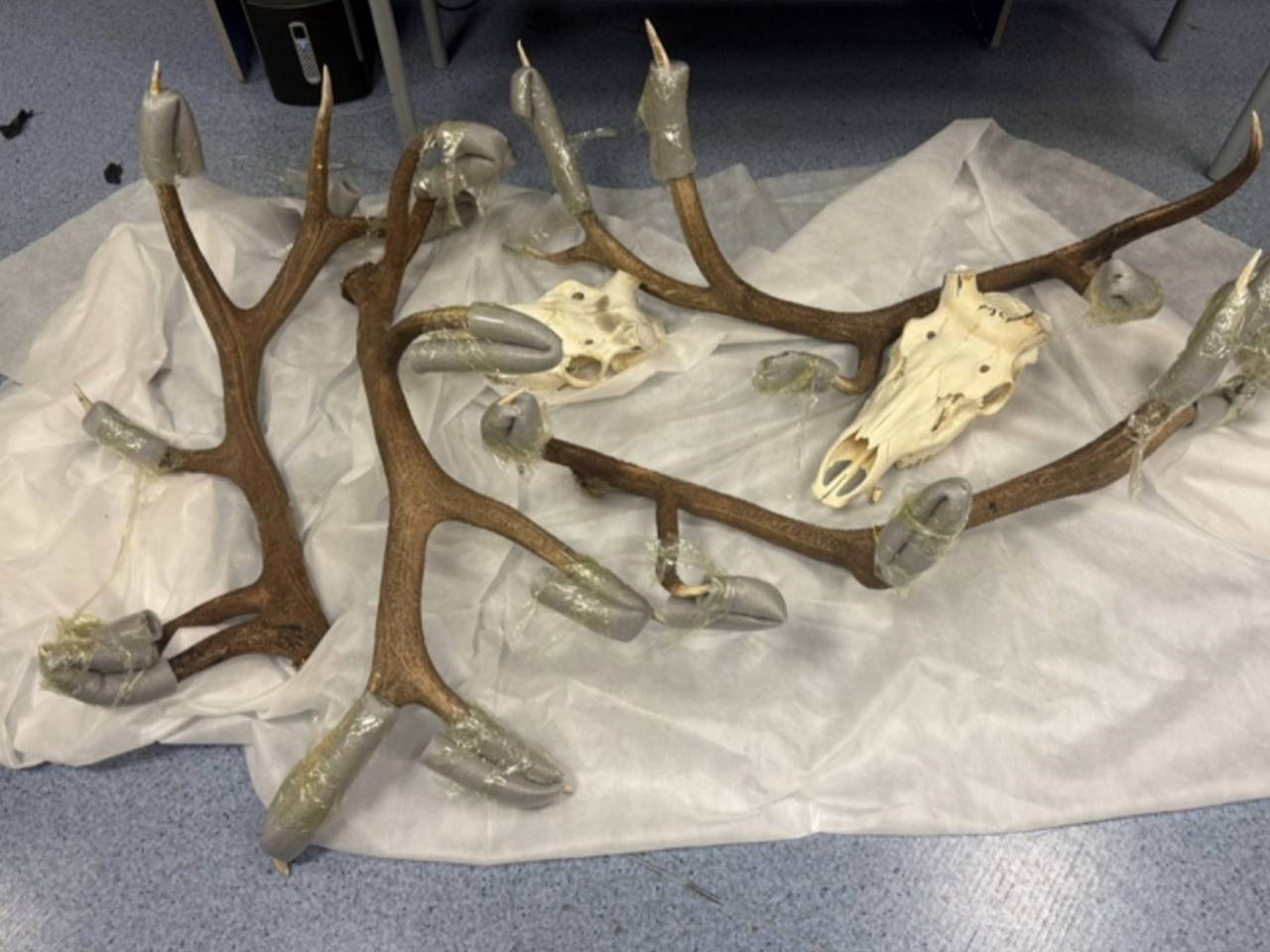 В российском аэропорту задержали иностранца с черепами и рогами оленей