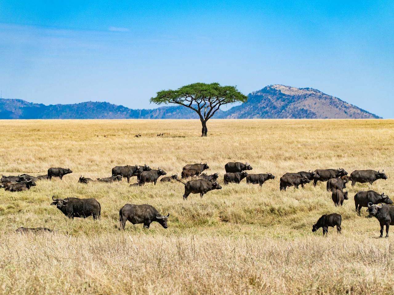 Россия и Танзания запустят прямые рейсы