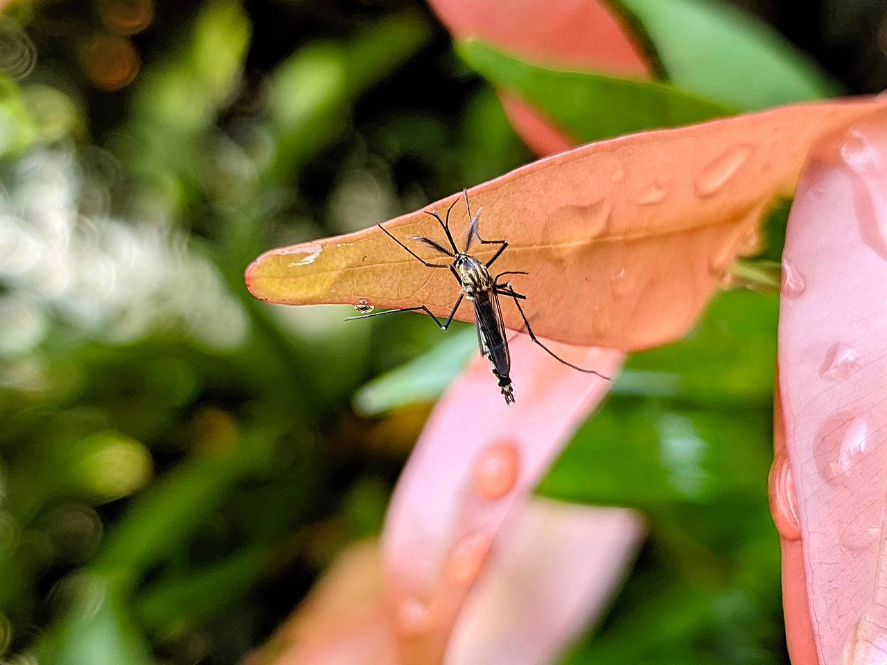 Россиян предупредили о приводящем к инвалидности вирусе на острове в Африке