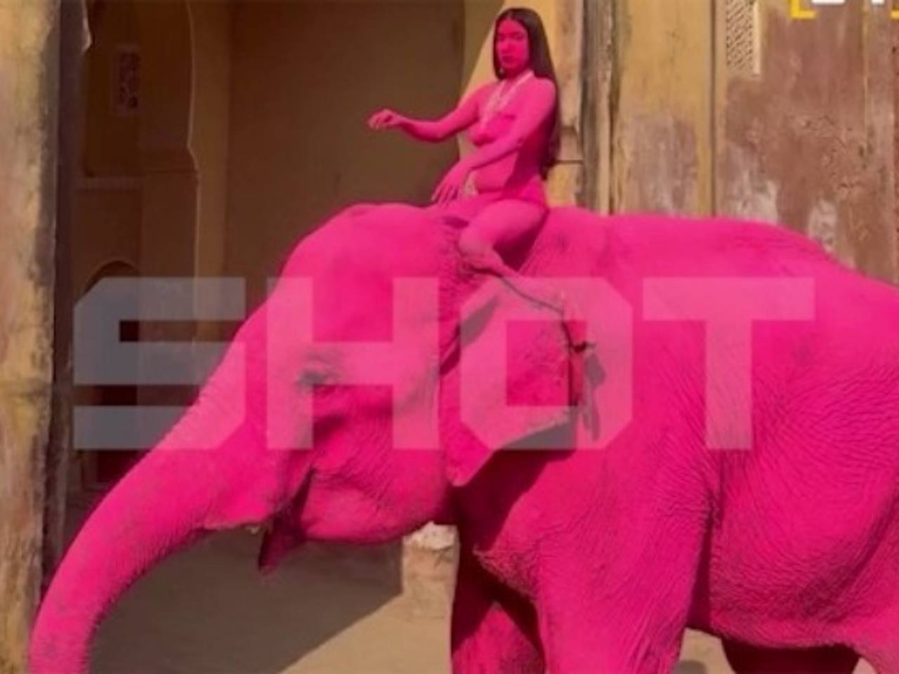 Покрашенный в розовый ради фотосессии россиянки слон не выжил в Индии