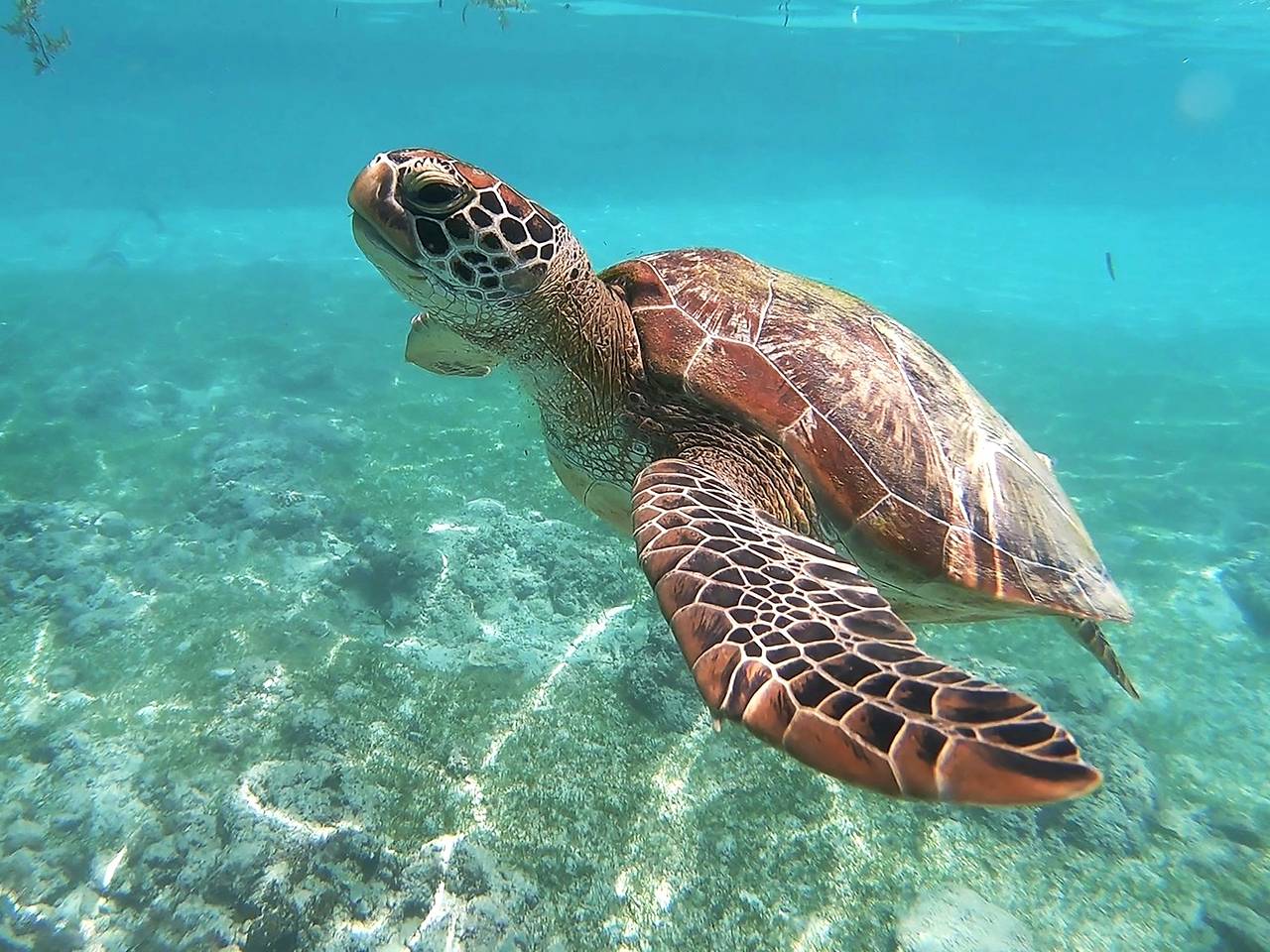 Турист потрогал черепаху в Азии и оказался под следствием