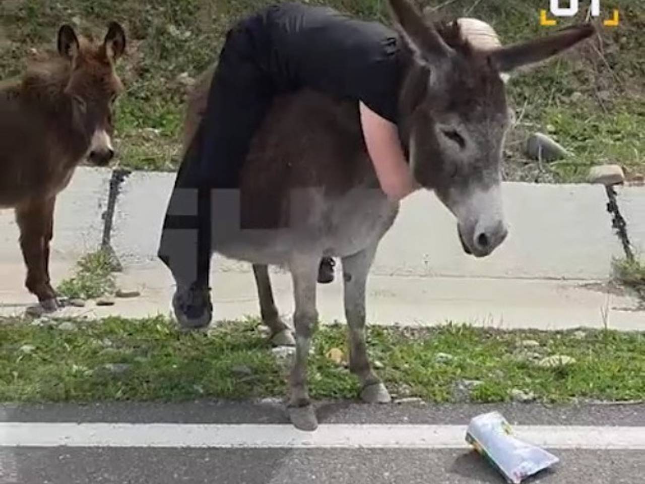 Россиянка ударила ногами беременную ослицу в Дагестане и попала на видео