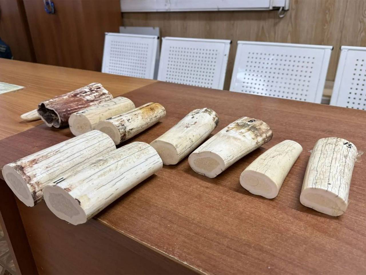 Иностранец попытался выехать из России с приклеенными к ноге бивнями моржа