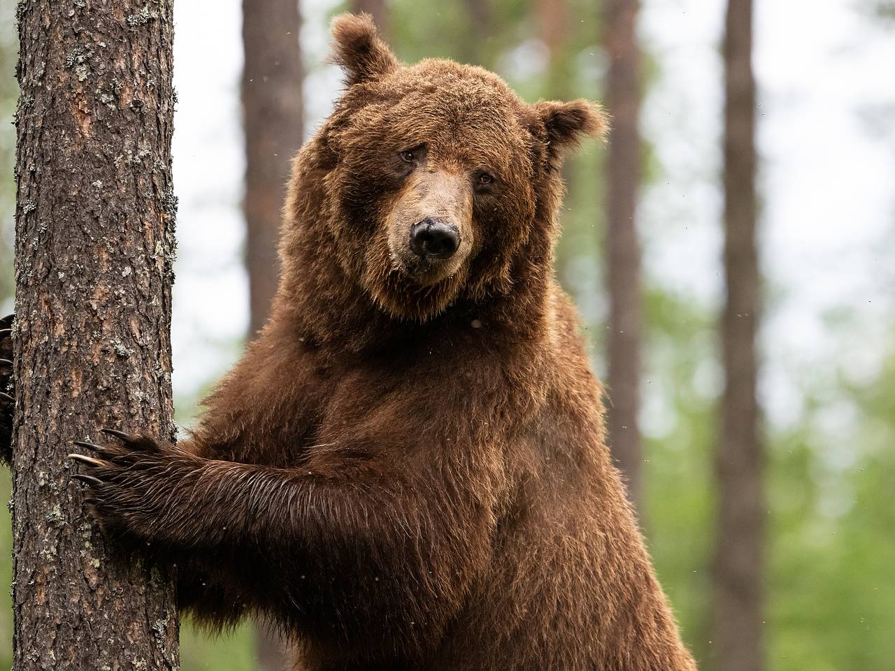 Нападения медведей на россиян