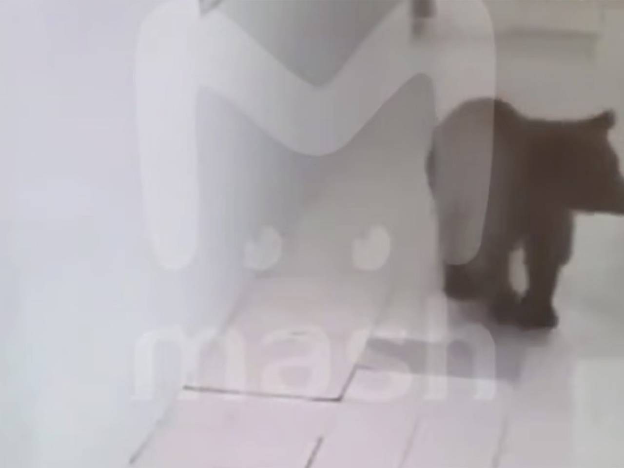 Медведь проник в отель в Красной Поляне, напугал туристов и попал на видео